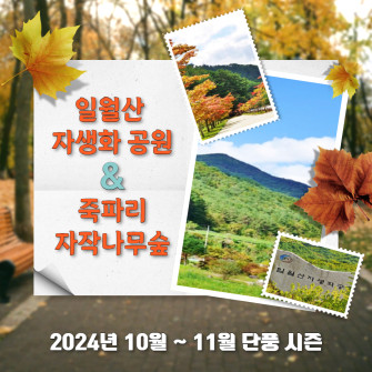 일월산 자생화 공원 & 죽파리 자작나무숲 당일치기